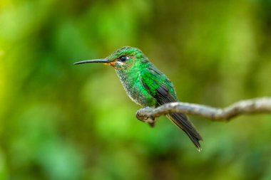 Mor önlüklü Whitetip - Urosticte benjamini, Batı Andean yamaçlarından güzel yeşil sinekkuşu, Mindo, Ekvador.