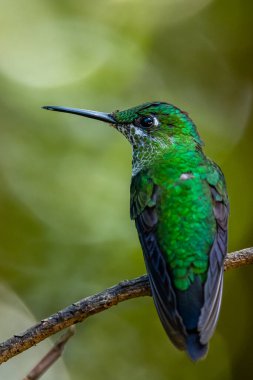 Amazilia dekora, Charming Hummingbird, çiçek açan pembe çiçekten tatlı nektar besleyen kuş. Tropik ormanlardaki sinekkuşu davranışları, Corcovado NP, Kosta Rika 'daki doğal yaşam alanı. Uçan iki kuş, vahşi yaşam..