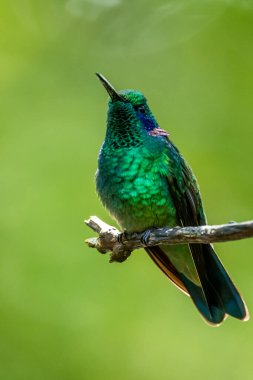 Amazilia dekora, Charming Hummingbird, çiçek açan pembe çiçekten tatlı nektar besleyen kuş. Tropik ormanlardaki sinekkuşu davranışları, Corcovado NP, Kosta Rika 'daki doğal yaşam alanı. Uçan iki kuş, vahşi yaşam..