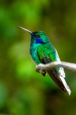 Amazilia dekora, Charming Hummingbird, çiçek açan pembe çiçekten tatlı nektar besleyen kuş. Tropik ormanlardaki sinekkuşu davranışları, Corcovado NP, Kosta Rika 'daki doğal yaşam alanı. Uçan iki kuş, vahşi yaşam..