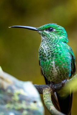 Amazilia dekora, Charming Hummingbird, çiçek açan pembe çiçekten tatlı nektar besleyen kuş. Tropik ormanlardaki sinekkuşu davranışları, Corcovado NP, Kosta Rika 'daki doğal yaşam alanı. Uçan iki kuş, vahşi yaşam..