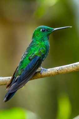 Amazilia dekora, Charming Hummingbird, çiçek açan pembe çiçekten tatlı nektar besleyen kuş. Tropik ormanlardaki sinekkuşu davranışları, Corcovado NP, Kosta Rika 'daki doğal yaşam alanı. Uçan iki kuş, vahşi yaşam..