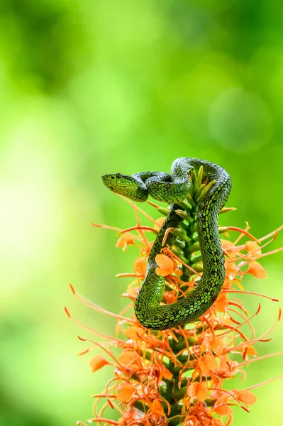 Bothriechis Lateralis Jadowity Gatunek Żmii Występujący Górach Kostaryki Zachodniej Panamy — Zdjęcie stockowe