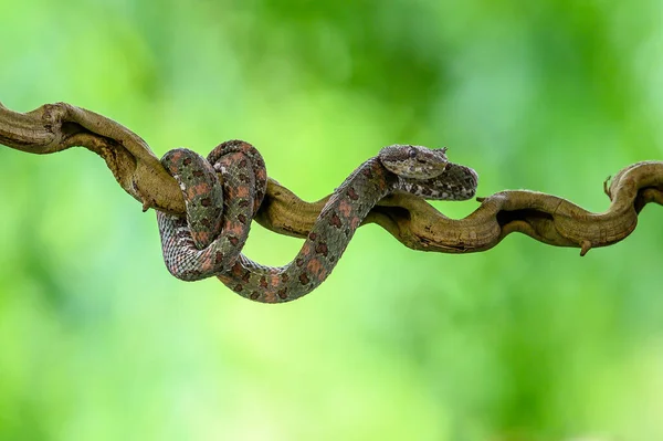 Bothriechis Lateralis Giftig Grop Huggorm Som Finns Bergen Costa Rica — Stockfoto