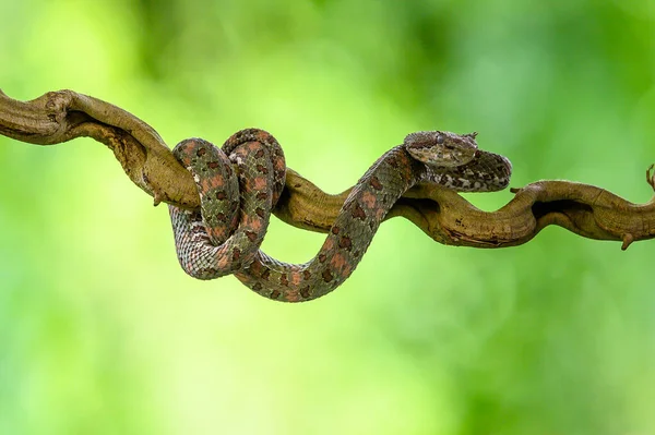 Bothriechis Lateralis Venomous Pit Viper Species Found Mountains Costa Rica — Stock Photo, Image