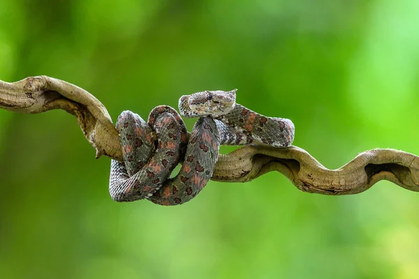 Bothriechis Lateralis Venomous Pit Viper Species Found Mountains Costa Rica — Stock Photo, Image