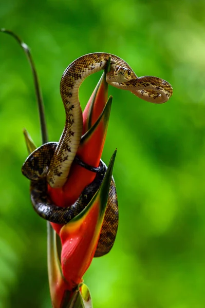 Wąż Lesie Deszczowym Wąż Dusiciel Drzewa Boa Corallus Hortulanus — Zdjęcie stockowe