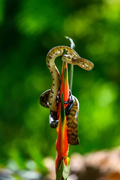 Wąż Lesie Deszczowym Wąż Dusiciel Drzewa Boa Corallus Hortulanus — Zdjęcie stockowe