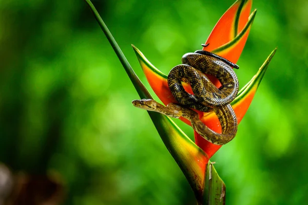 Serpent Dans Une Forêt Tropicale Boa Constrictor Snake Corallus Hortulanus — Photo