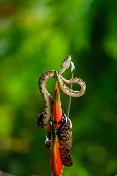 Slang Een Regenwoud Boomboa Constrictor Slang Corallus Hortulanus — Stockfoto