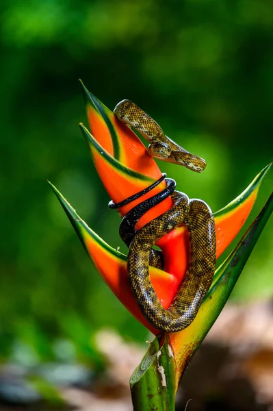 Wąż Lesie Deszczowym Wąż Dusiciel Drzewa Boa Corallus Hortulanus — Zdjęcie stockowe