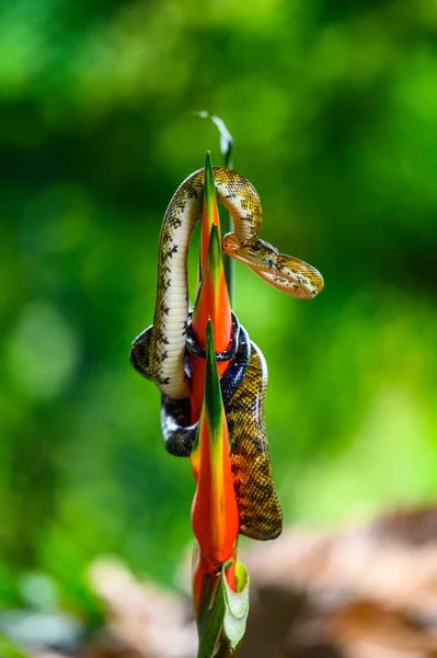 Serpente Una Foresta Pluviale Serpente Costrittore Boa Dell Albero Corallus — Foto Stock