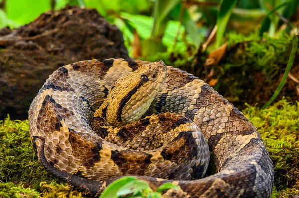 Crotalus Molossus Gatunek Jadowitej Żmii Występujący Południowo Zachodnich Stanach Zjednoczonych — Zdjęcie stockowe