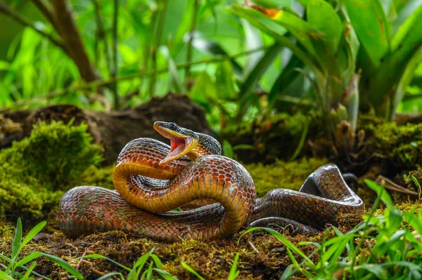Puffing Snake Phrynonax Poecilonotus Una Specie Serpente Non Velenoso Della — Foto Stock
