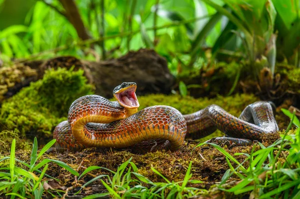 Puffing Snake Phrynonax Poecilonotus Species Nonvenomous Snake Family Colubridae Species — Stock Photo, Image