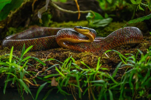蛇皮蛇皮蛇是蛇科的一种无毒蛇类 其毒力强 毒力强 毒力强 毒力强 该物种是新大陆特有的物种 — 图库照片
