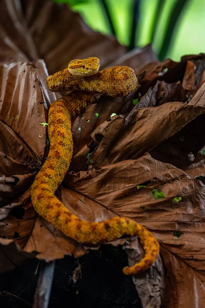 Eyelash Viper Bothriechis Schlegelii 来自中美洲森林的色彩艳丽的毒蛇 哥斯达黎加 — 图库照片