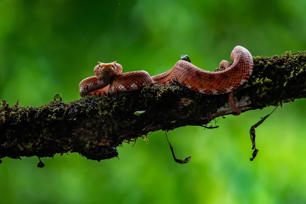 Eyelash Viper Bothriechis Schlegelii 코스타리카 중앙아메리카 숲에서 발견되는 아름다운 색깔의 — 스톡 사진