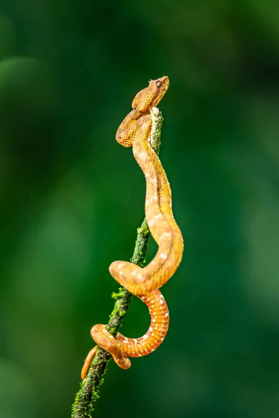 Viper Pestañas Bothriechis Schlegelii Hermosa Víbora Venenosa Color Los Bosques —  Fotos de Stock