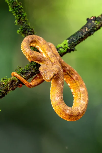 Eyelash Viper Bothriechis Schlegelii 来自中美洲森林的色彩艳丽的毒蛇 哥斯达黎加 — 图库照片