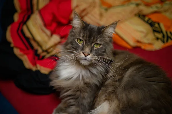 Fechado Doméstico Adorável Preto Cinza Maine Coon Gatinho Jovem Gato — Fotografia de Stock