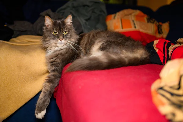 Cerrado Doméstico Adorable Negro Gris Maine Coon Gatito Joven Tranquilo —  Fotos de Stock