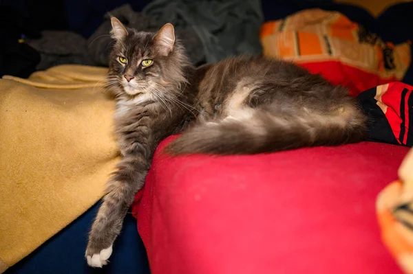 Cerrado Doméstico Adorable Negro Gris Maine Coon Gatito Joven Tranquilo —  Fotos de Stock