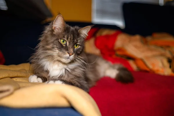 Cerrado Doméstico Adorable Negro Gris Maine Coon Gatito Joven Tranquilo —  Fotos de Stock