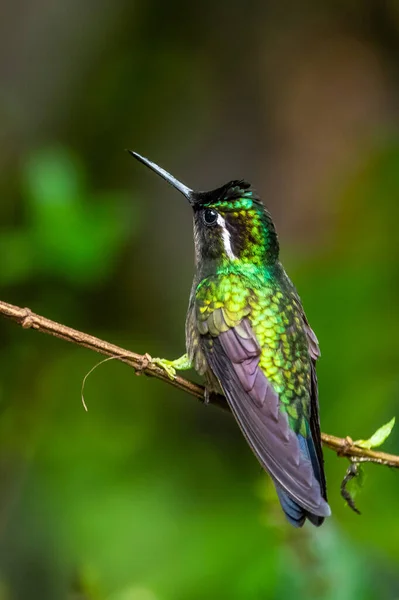 Amazilia Decora Colibrí Encantador Pájaro Alimentando Néctar Dulce Flor Rosa — Foto de Stock