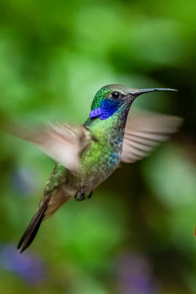 アマゾリアデコラ チャーミングハチドリ 花ピンクの花から甘い蜜を与える鳥 熱帯雨林でのハチドリの行動 コスタリカのCorcovado Npの自然生息地 2羽の鳥 野生動物 — ストック写真