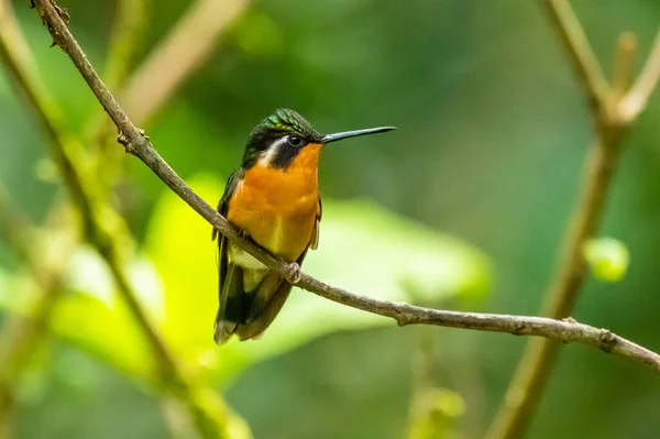 Amazilia Decora Hummingbird Encantador Pássaro Alimentando Néctar Doce Flor Rosa — Fotografia de Stock