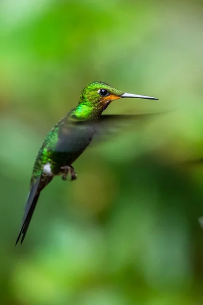 アマゾリアデコラ チャーミングハチドリ 花ピンクの花から甘い蜜を与える鳥 熱帯雨林でのハチドリの行動 コスタリカのCorcovado Npの自然生息地 2羽の鳥 野生動物 — ストック写真