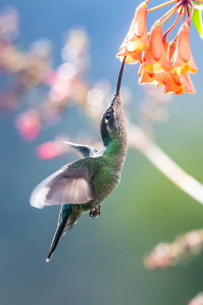 Blauwe Kolibrie Violet Sabrewing Vliegt Naast Mooie Rode Bloem Tinny — Stockfoto