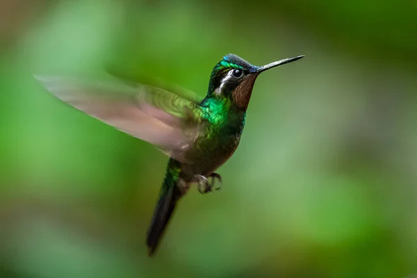 Amazilia Decora Charmig Kolibri Fågel Matar Söt Nektar Från Blomma — Stockfoto