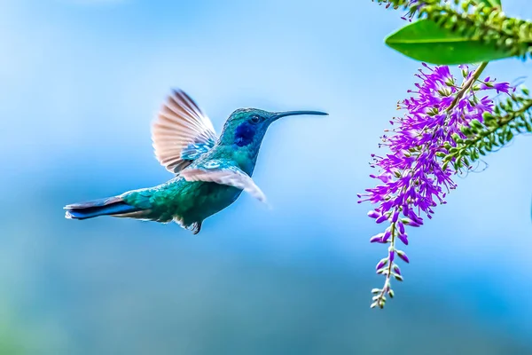 Colibrí Azul Violeta Sabrewing Volando Junto Hermosa Flor Roja Pájaro — Foto de Stock