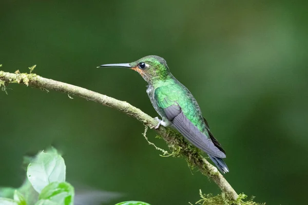 アマゾリアデコラ チャーミングハチドリ 花ピンクの花から甘い蜜を与える鳥 熱帯雨林でのハチドリの行動 コスタリカのCorcovado Npの自然生息地 2羽の鳥 野生動物 — ストック写真