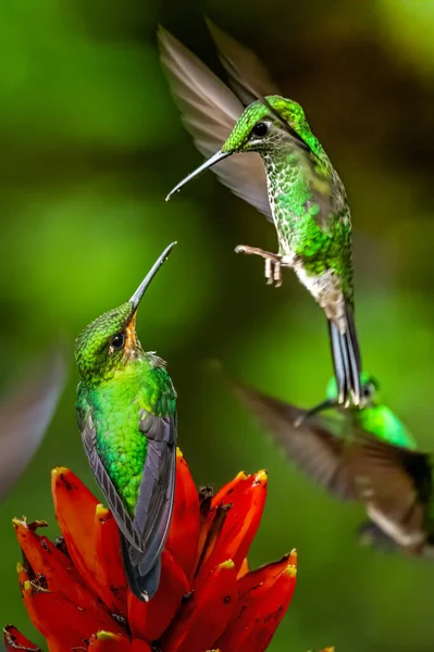 Amazilia Decora Colibrí Encantador Pájaro Alimentando Néctar Dulce Flor Rosa —  Fotos de Stock