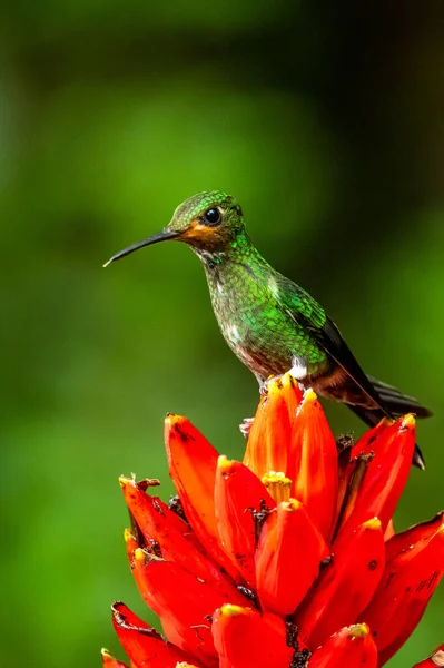 Amazilia Decora Colibrí Encantador Pájaro Alimentando Néctar Dulce Flor Rosa —  Fotos de Stock