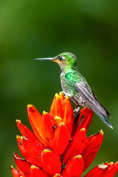 Amazilia Decora Colibrí Encantador Pájaro Alimentando Néctar Dulce Flor Rosa —  Fotos de Stock