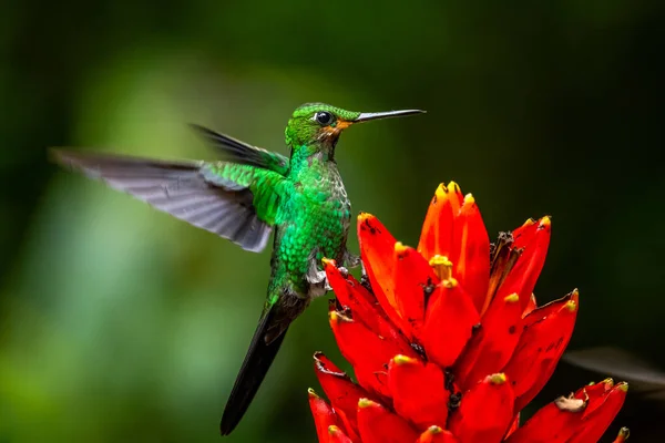 Amazilia dekora, Charming Hummingbird, çiçek açan pembe çiçekten tatlı nektar besleyen kuş. Tropik ormanlardaki sinekkuşu davranışları, Corcovado NP, Kosta Rika 'daki doğal yaşam alanı. Uçan iki kuş, vahşi yaşam..