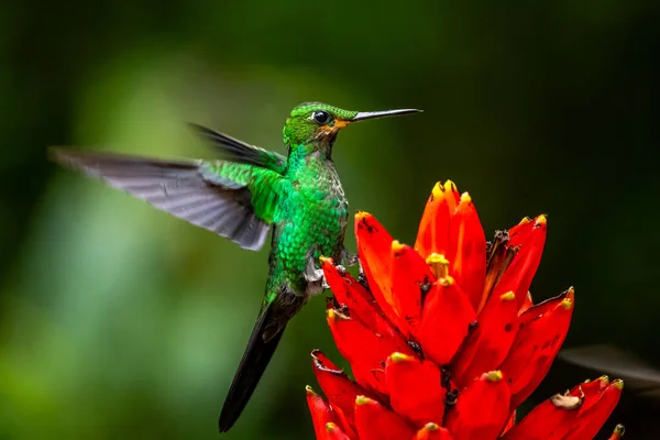 迷人的蜂鸟 用粉色花朵喂甜花蜜的鸟 蜂鸟在热带森林中的行为 哥斯达黎加科科瓦多的自然栖息地 两只鸟儿在飞 野生动物 — 图库照片