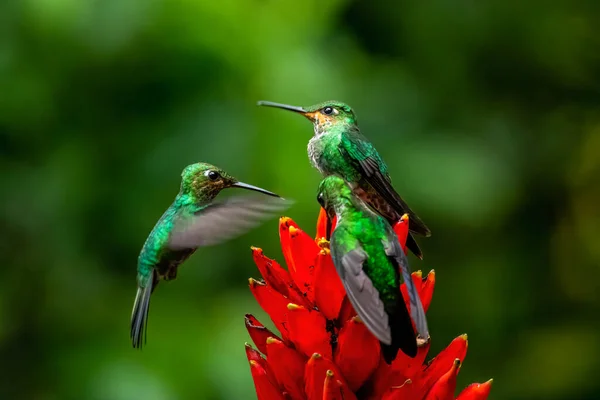 Amazilia Decora Hummingbird Encantador Pássaro Alimentando Néctar Doce Flor Rosa — Fotografia de Stock