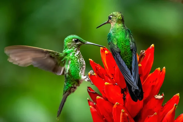 Amazilia Decora Charming Koliber Karmienie Ptaków Słodki Nektar Kwiatu Różowy — Zdjęcie stockowe