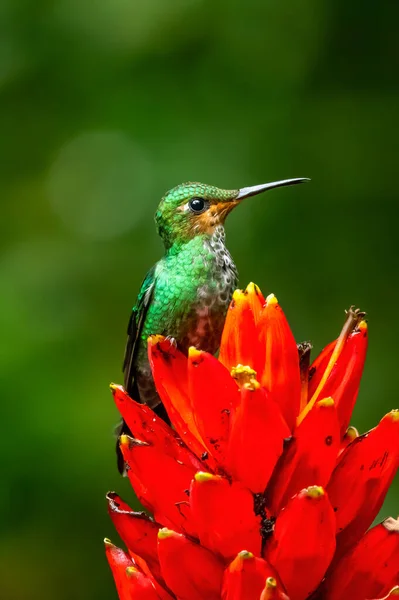 迷人的蜂鸟 用粉色花朵喂甜花蜜的鸟 蜂鸟在热带森林中的行为 哥斯达黎加科科瓦多的自然栖息地 两只鸟儿在飞 野生动物 — 图库照片