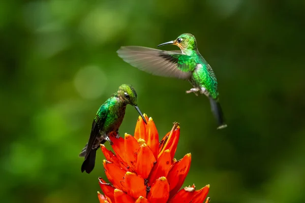 Amazilia Decora Hummingbird Encantador Pássaro Alimentando Néctar Doce Flor Rosa — Fotografia de Stock