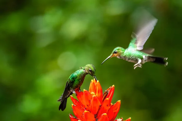 Amazilia Decora Hummingbird Encantador Pássaro Alimentando Néctar Doce Flor Rosa — Fotografia de Stock