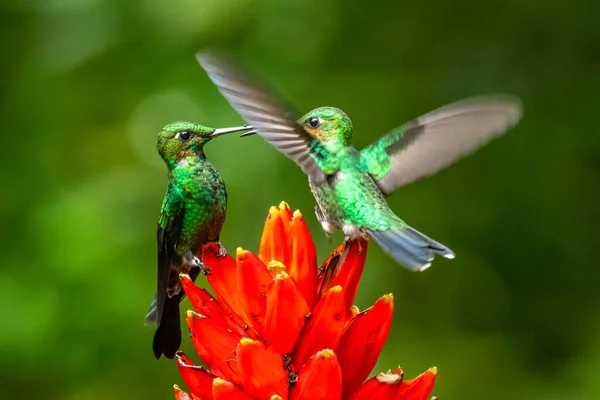 Amazilia Dekora Charming Hummingbird Çiçek Açan Pembe Çiçekten Tatlı Nektar — Stok fotoğraf