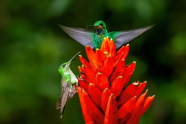 Amazilia Decora Colibrí Encantador Pájaro Alimentando Néctar Dulce Flor Rosa —  Fotos de Stock