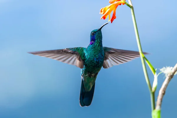 Blå Kolibri Violett Sabrewing Flyger Bredvid Vacker Röd Blomma Liten — Stockfoto