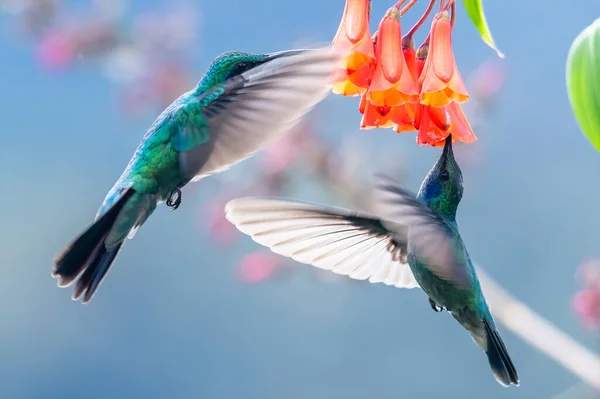 蓝色蜂鸟紫罗兰在美丽的红花旁边飞翔 云雀在丛林中飞翔 哥斯达黎加热带地区的野生动物 两只小鸟在森林里采蜜 鸟类行为 — 图库照片